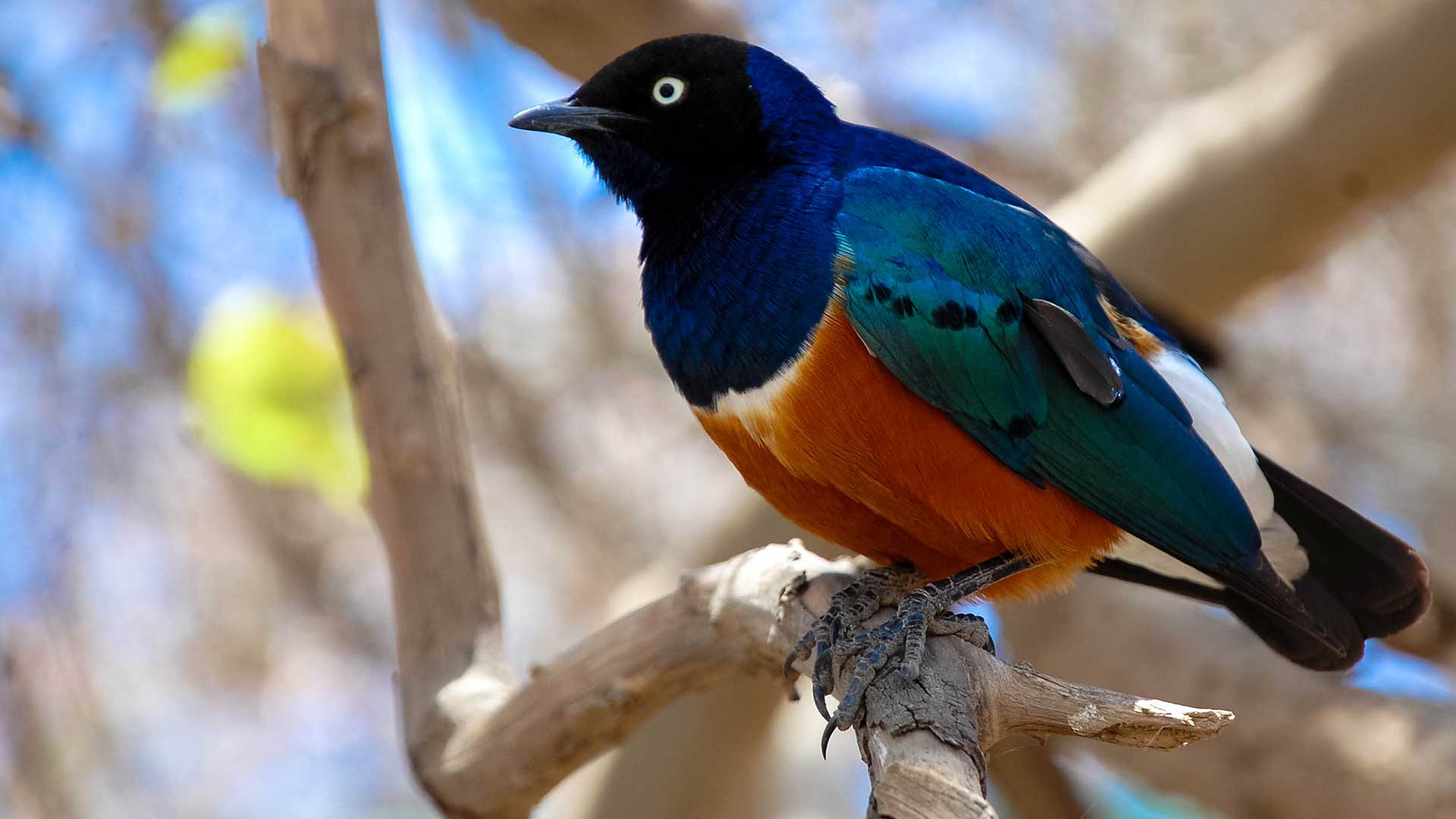 torch browser background download